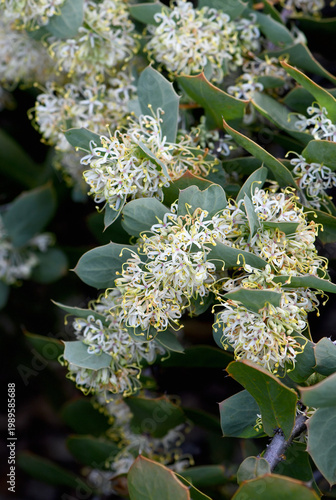 Bild auf Leinwand White cream to pink flowers and prickly leaves of the Western Australian native Harsh Hakea, Hakea prostata, family Proteaceae