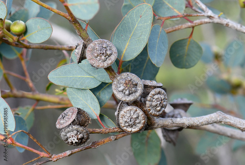 Unusual woody fruits, seed pods or gum nuts of the Western Australian native Bell-fruited Mallee, Eucalyptus preissiana, family Myrtaceae. Small tree with mallee growth habit growing in shrubland