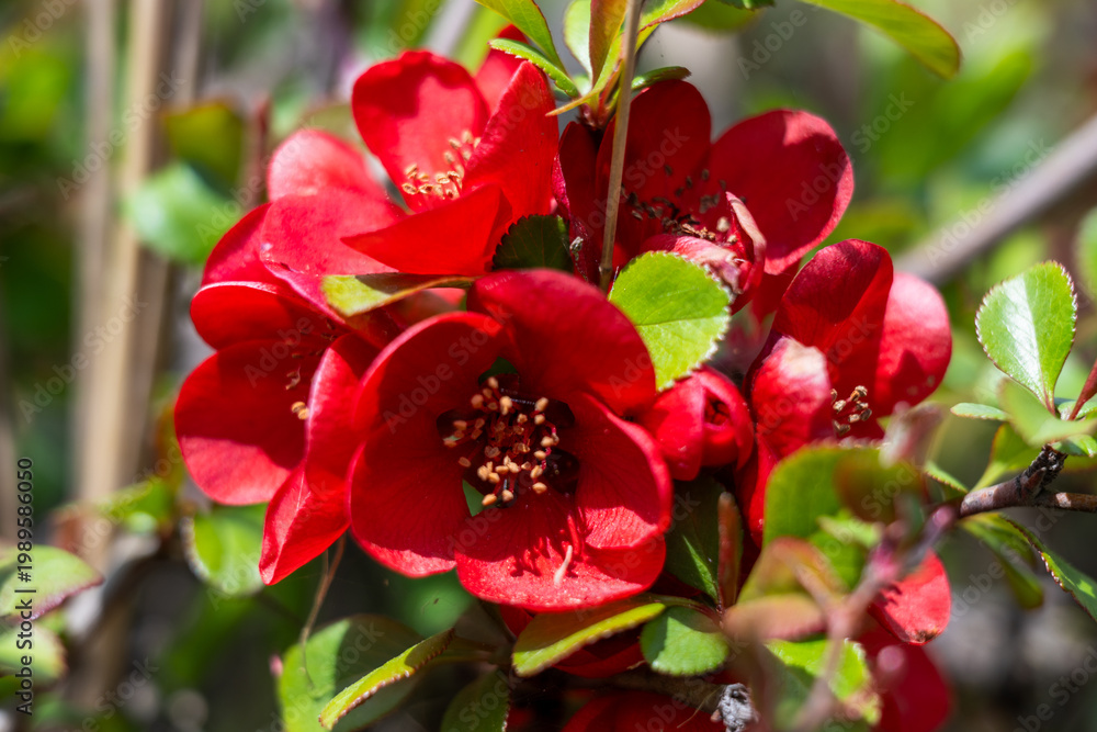 Fototapeta premium a dense cluster of vibrant red japanese quince flowers blooming on a branch with fresh green leaves, set against a softly blurred natural spring garden
