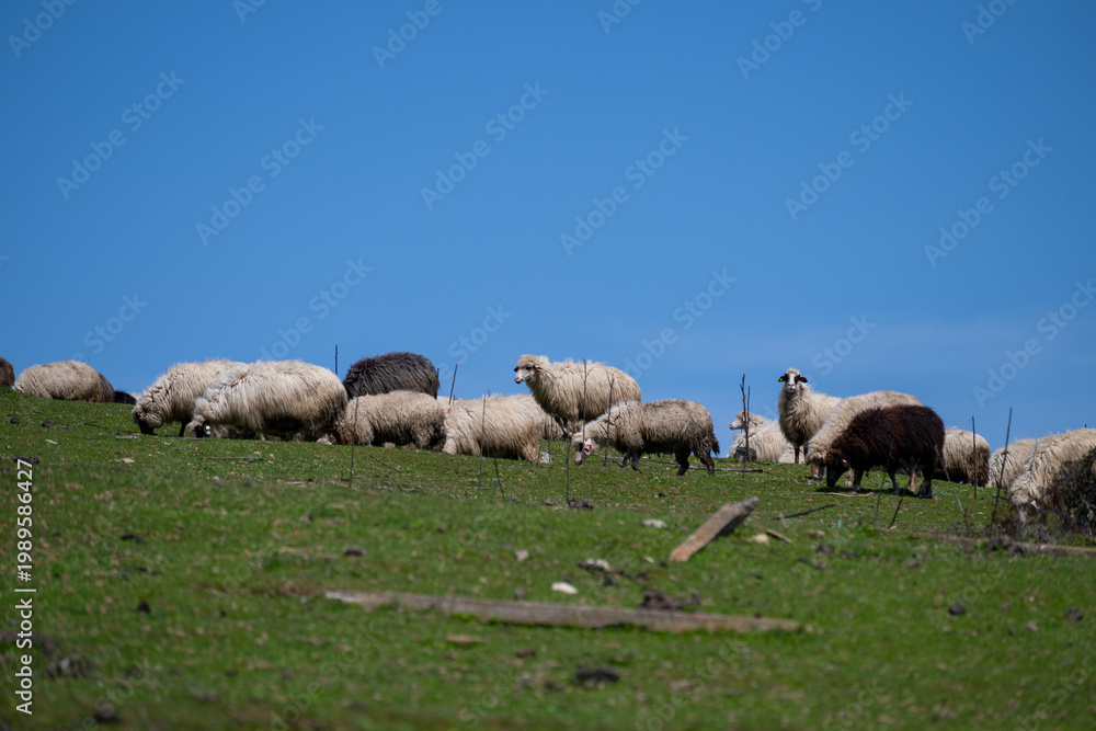 Obraz premium a mixed flock of white and black sheep grazing on a vibrant green grassy hillside under a clear bright blue sky in the rural countryside of bulgaria.