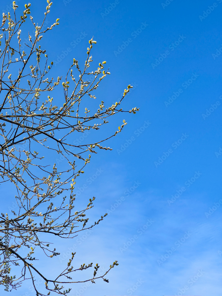 Obraz premium Spring buds on tree branches against blue sky
