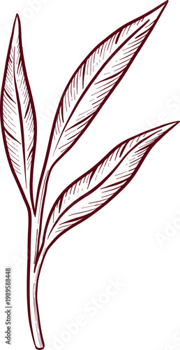 Detailed black and white engraving style drawing of eucalyptus and wildflowers, showcasing detailed stems, leaves, and flower structures. Frames and decorative elements for invitations and packaging