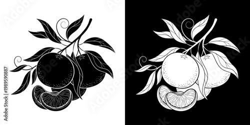 Dualistic Mandarin Orange Branch Illustrations Fresh Citrus Fruit in Contrasting Styles
