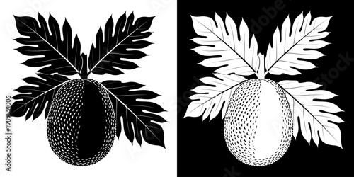 Graphic Tropical jackfruit Illustration with Contrasting Monochrome Duality
