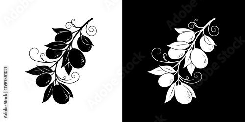 Olive Branch Silhouette on white and black  Background