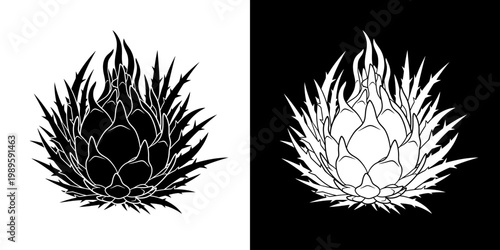 Black and White  Dragon fruit