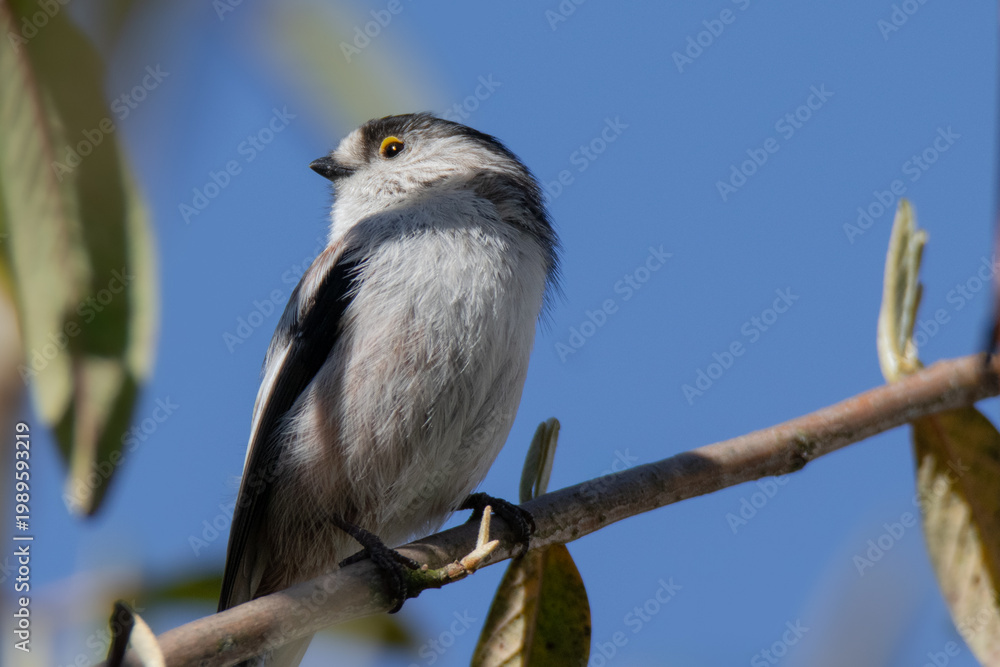 Obraz premium Long-tailed tit. Bird in tree close-up in The Netherlands