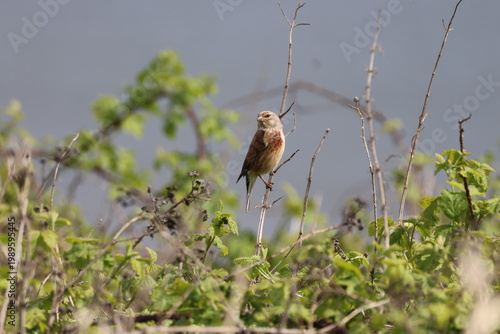 the beautiful male common linnet (Carduelis cannabina)