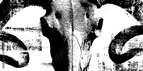 Cattle skull centered against distressed wood style backdrop