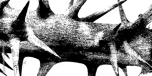 Thorn branch with sharp spikes in close up detailed studio view