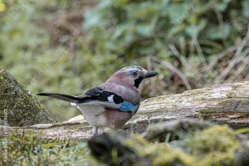 Billede på lærred Eurasian jay perched on a fallen log in forest