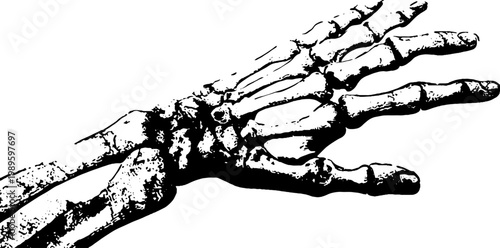 Human skeletal hand extended in isolated white background