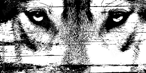 Wolf intense stare across distressed wood plank texture closeup