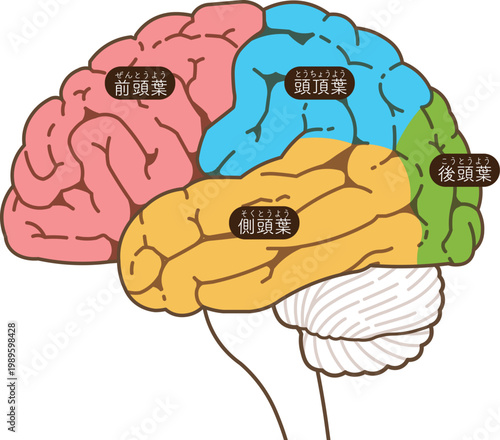 大脳の各部名称　Various parts of the cerebrum