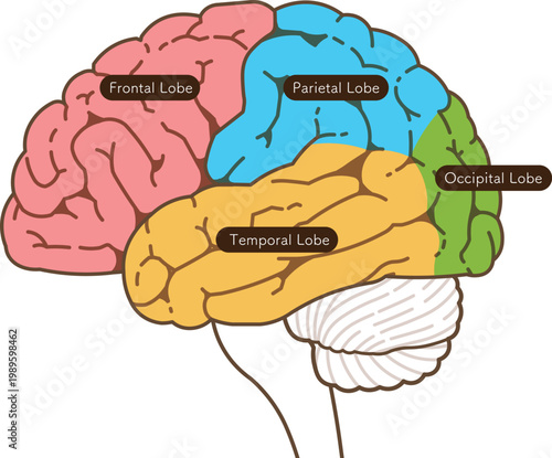 大脳の各部名称　Various parts of the cerebrum
