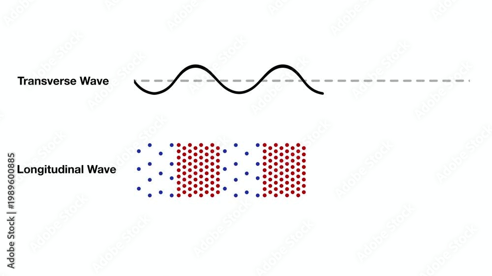 Transverse and Longitudinal Wave Diagram Animation Showing Compression ...