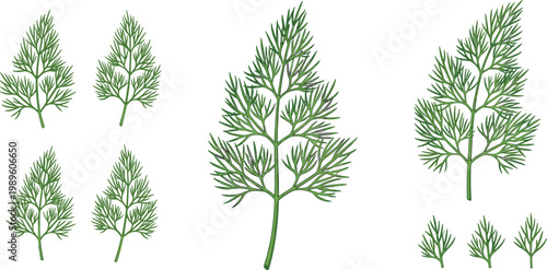 Dill Herb Leaf Set with Multiple Branch Variations Representing Fresh Culinary Plant, Aromatic Greens, and Botanical Illustration in Vector Style