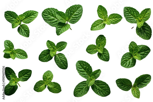 Fresh mint leaves with water drops scattered on a transparent background, healthy cooking ingredient and refreshing garnish
