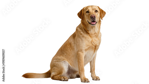 Tableau sur toile Isolated Yellow Labrador Retriever dog sitting, looking forward with happy frien