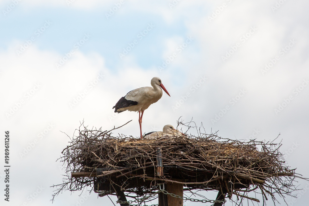 Fototapeta premium Breeding White Stork near the town of Grossen-Linden in Hessia, Germany
