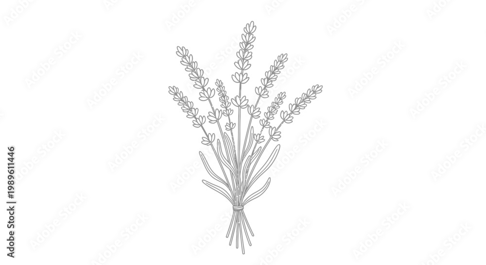 Fototapeta premium Delicate line drawing of a lavender bouquet tied with twine.