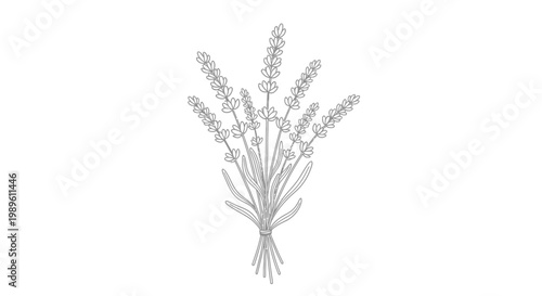Delicate line drawing of a lavender bouquet tied with twine.