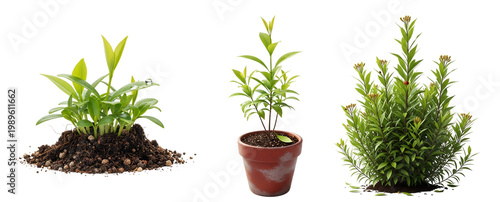 Three small green plants on a , on transparent background