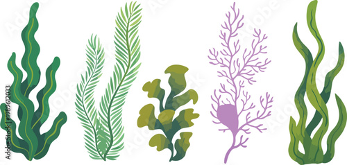 Collection of underwater seaweed and coral vector illustrations featuring colorful ocean plants and aquatic flora for marine life designs aquarium decorations and tropical sea nature branding.