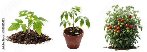 Three stages of a tomato plant growth from seedling to fruit bearing on transparent background