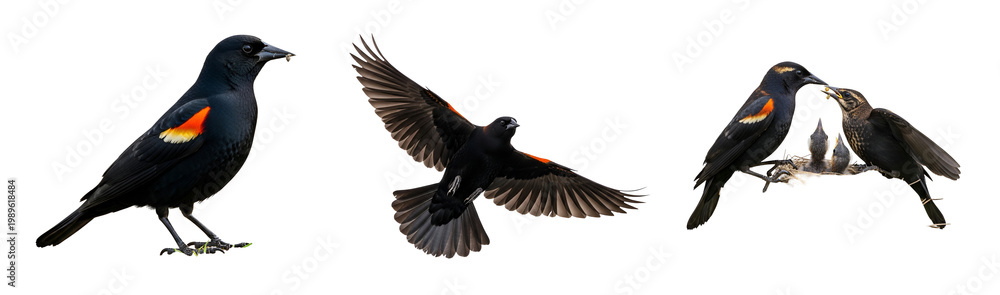 Obraz premium Three red-winged blackbirds in flight on transparent background