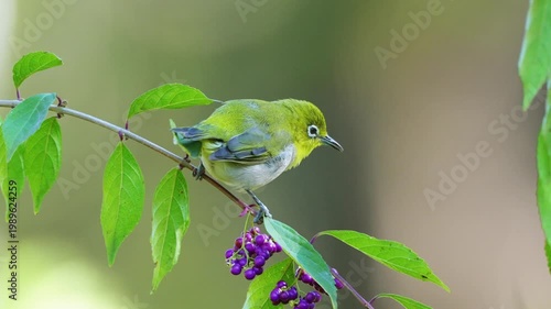 Warbling White-eye eating purple berries and flying from branch