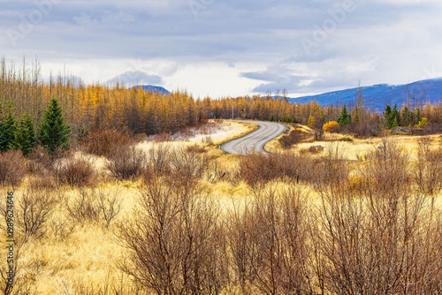 Landschaft mit Straße und Bäumen im Osten von Island