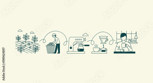 Coffee Production Process From Farm To Cup Linear Vector Illustration Of Harvesting And Brewing