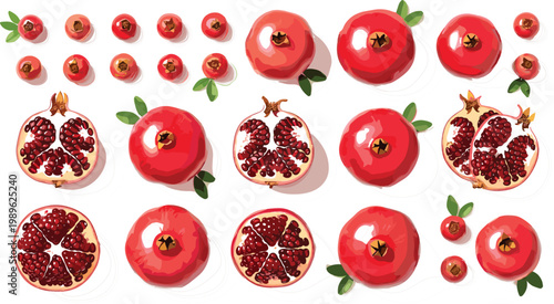 PrintPomegranate fruit vector illustration set with whole fruits sliced halves seeds and detailed arils fresh juicy healthy food collection isolated