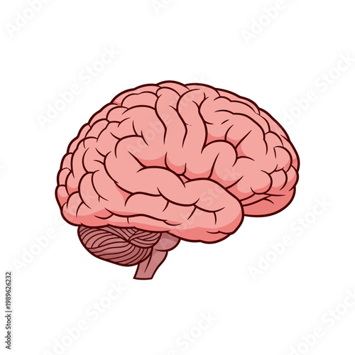 Pink human brain with cerebellum and brainstem, flat design vector illustration. Ideal for medical, scientific, or educational content, representing thought, intelligence, and cognition.