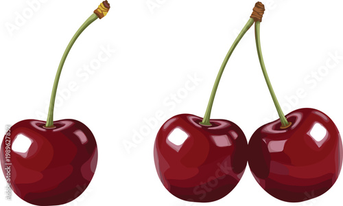 Bild auf Leinwand Fresh cherry vector illustration with single and double cherries glossy red frui