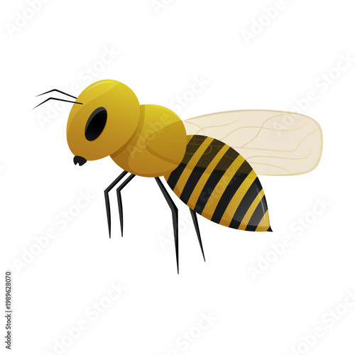  Bee with translucent wings