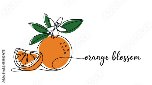 Orange blossom flower and fruit on branch single line drawing.
