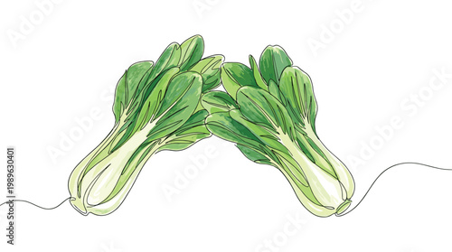 Continuous line drawing of two fresh bok choy cabbages in watercolor.
