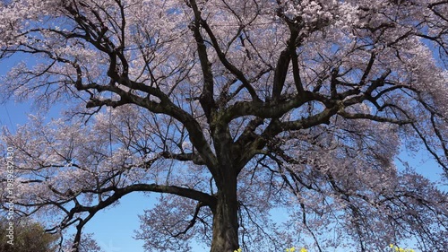 山梨県　わに塚のサクラ