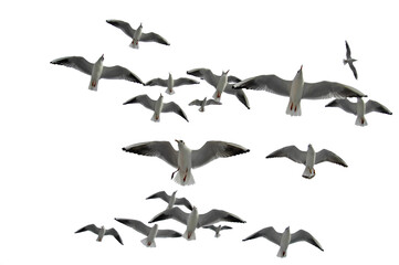 Seagull silhouette, seagull silhouettes, seagull, seagulls, birds PNG photo