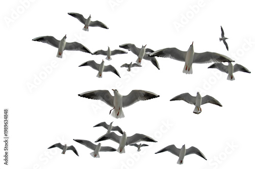 Seagull silhouette, seagull silhouettes, seagull, seagulls, birds PNG photo