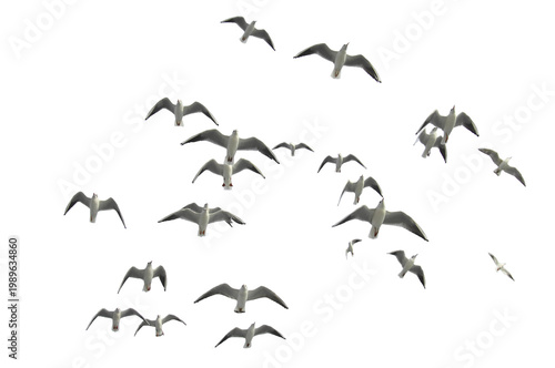 Seagull silhouette, seagull silhouettes, seagull, seagulls, birds PNG photo