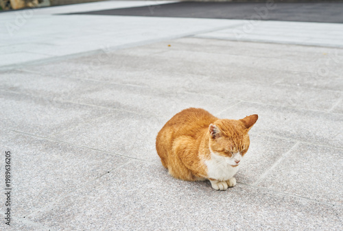 Fotografie A ginger and white tabby cat sleeps peacefully in a loaf position on a granite pavement