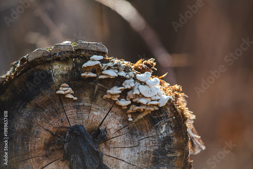 Cut Tree Stump with White Bracket Fungi in Warm Forest Light Close Up