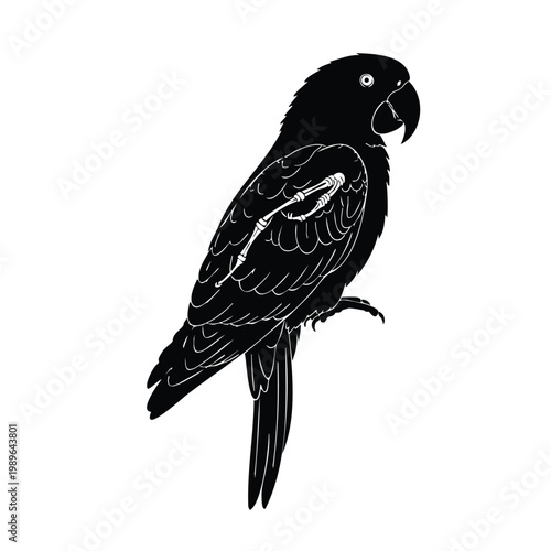 Macaw parrot silhouette set bundle showing anatomical skeleton bird.