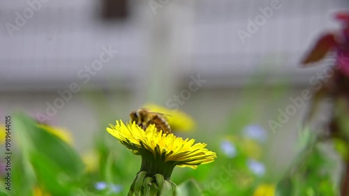 bee collecting pollen on a dandelion in the garden close up