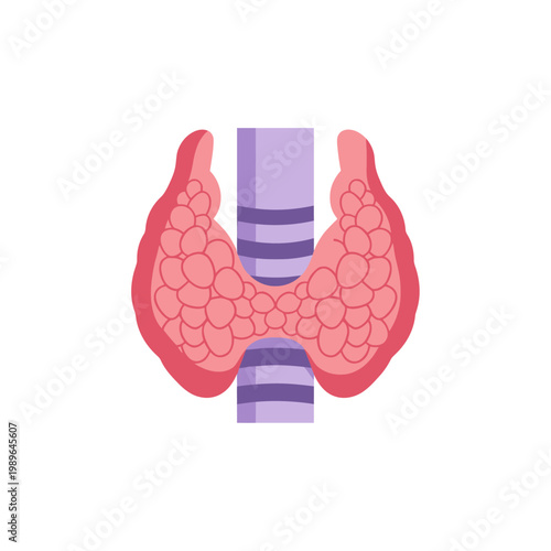 Anatomical Illustration of the Human Thyroid Gland and Trachea in Flat Design. This graphic is ideal for medical, educational, and healthcare-related content.
