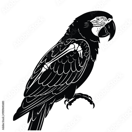 Parrot bird black silhouette bundle with skeleton, vector illustration, macaws set.