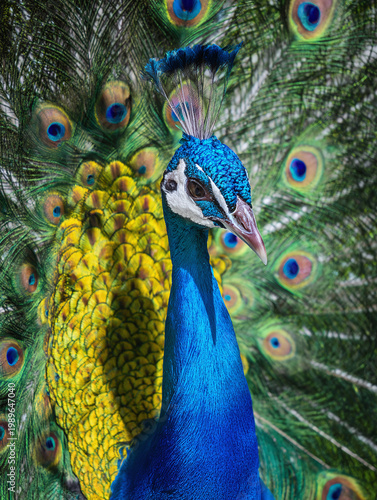 A vibrant male peacock displaying its stunning multicolored plumage in full glory.